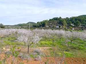 valle de benimussa sant josep san jose ibiza eivissa almendros en flor
