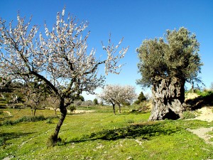valle de benimussa sant josep san jose ibiza eivissa