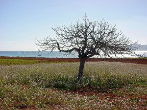 cala martina santa eularia eulalia ibiza eivissa