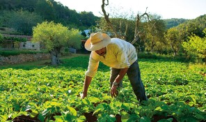 agroturismo can marti san juan sant joan ibiza eivissa agricultura ecologica