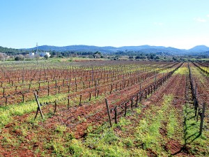 bodega viñedos vino can rich sant antoni sant antonio buscastell ibiza eivissa