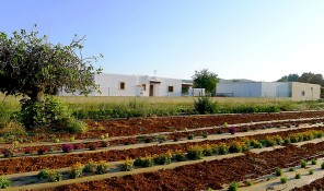 plantacion can sastre ibiza punica delicatessen floral eivissa sant miquel san miguel
