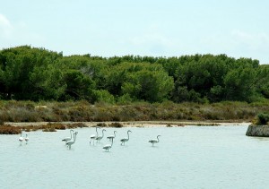 parque natural de ses salines las salinas ibiza eivissa