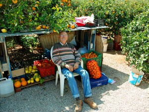plantacion mariano fluxa citricos naranjas y limones frutas carretera de sant joan san juan ibiza eivissa