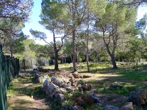 sa penya esbarrada santa agnes santa ines pla de corona llano Ibiza eivissa