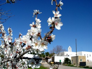 santa agnes santa ines corona sant antoni san antonio ibiza eivissa almendros en flor